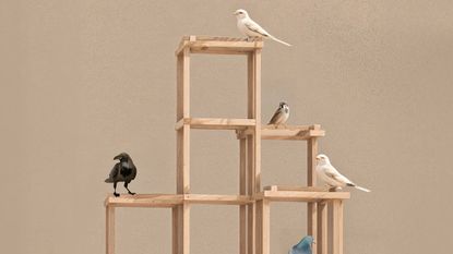 Birds perched on wood-framed structure, designed by architect Frida Escobedo