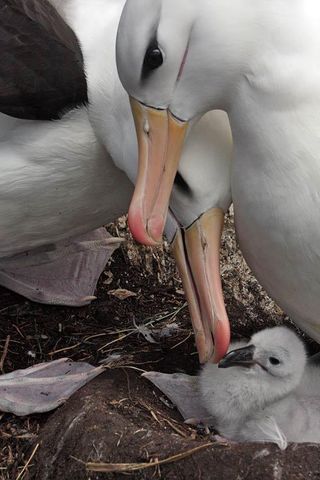 patagonia-albatross-110228-02