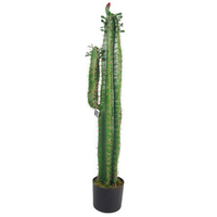 Floor Cactus Plant in Planter: £78.99/$105.39