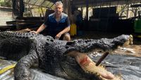 The manager of a crocodile park in Australia with the carcass of Cassius, a 120-year-old crocodile.