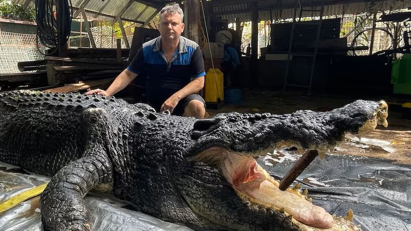 The manager of a crocodile park in Australia with the carcass of Cassius, a 120-year-old crocodile.
