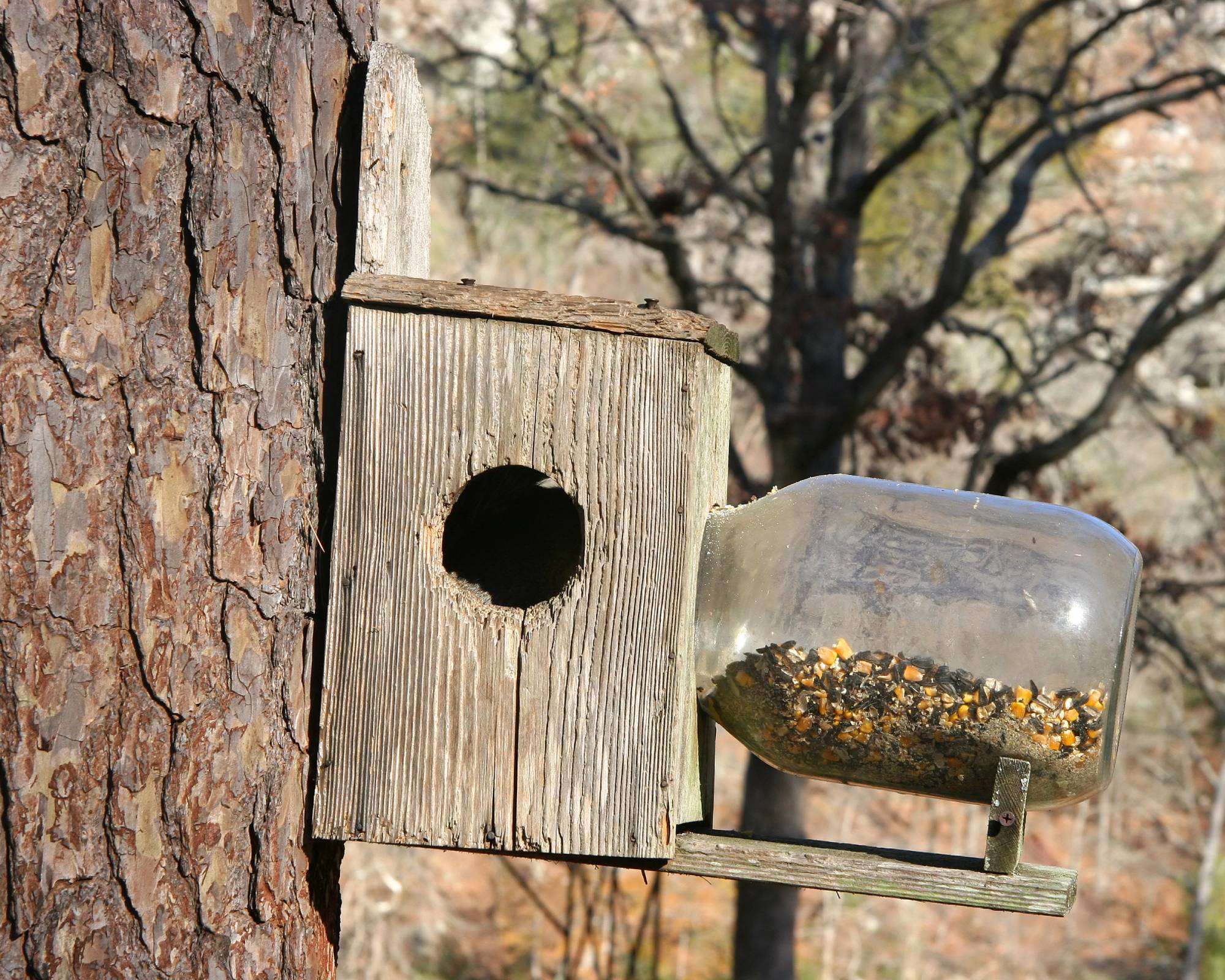 Bird feeder made from mason jar