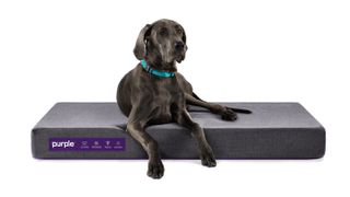 Best dog bed mattress: Purple