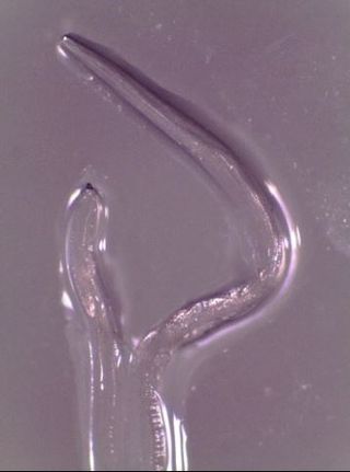 An image of the eye worm Thelazia gulosa immediately after removal from the eye.