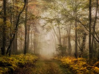 Une route traversant une forêt brumeuse