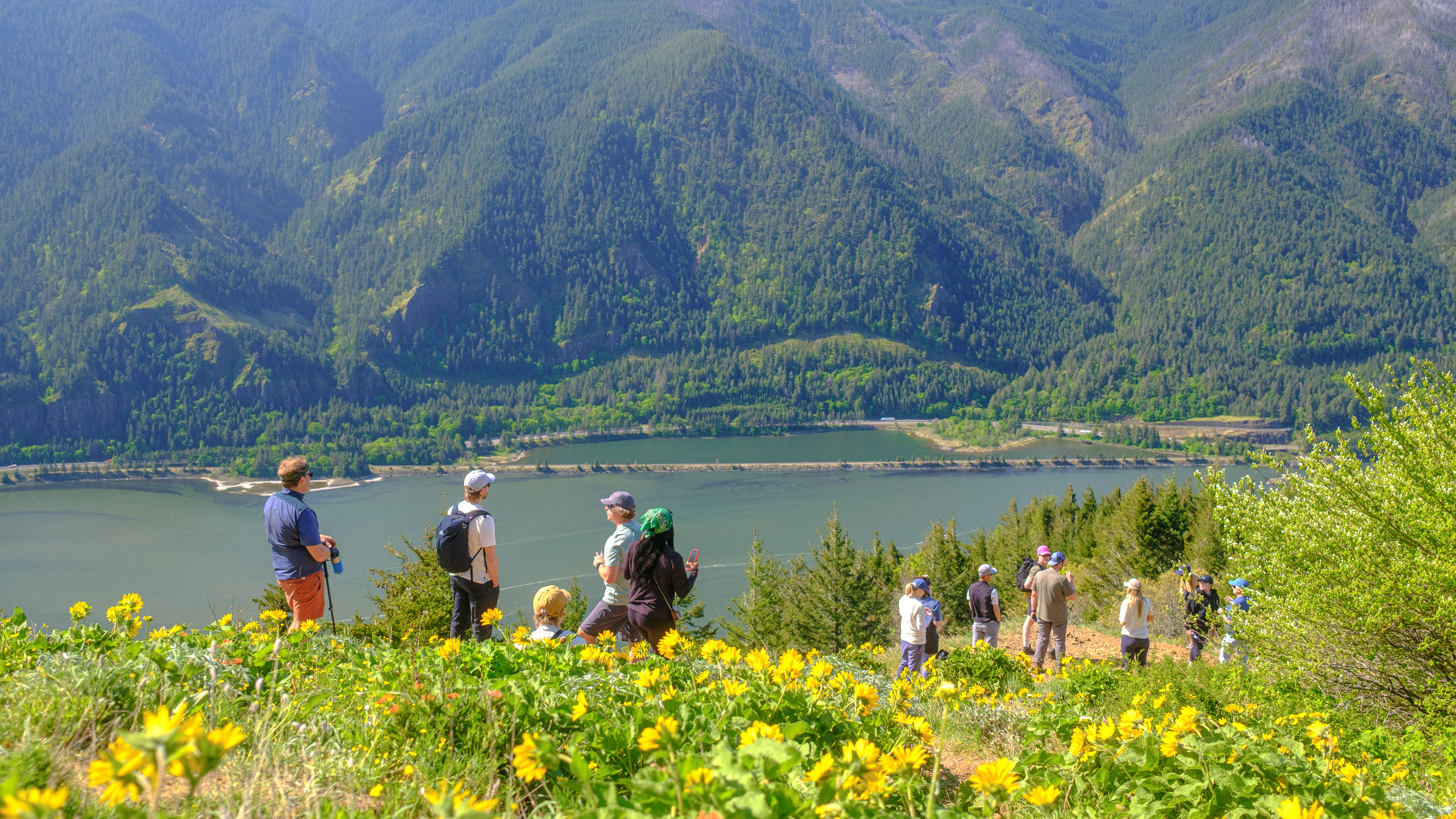 Scenic landscape photo of the Columbia River Gorge showing bright yellow flowers in the foreground, with hiker in the distance and the river and mountains even further out