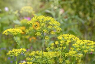 Fennel herb flowers