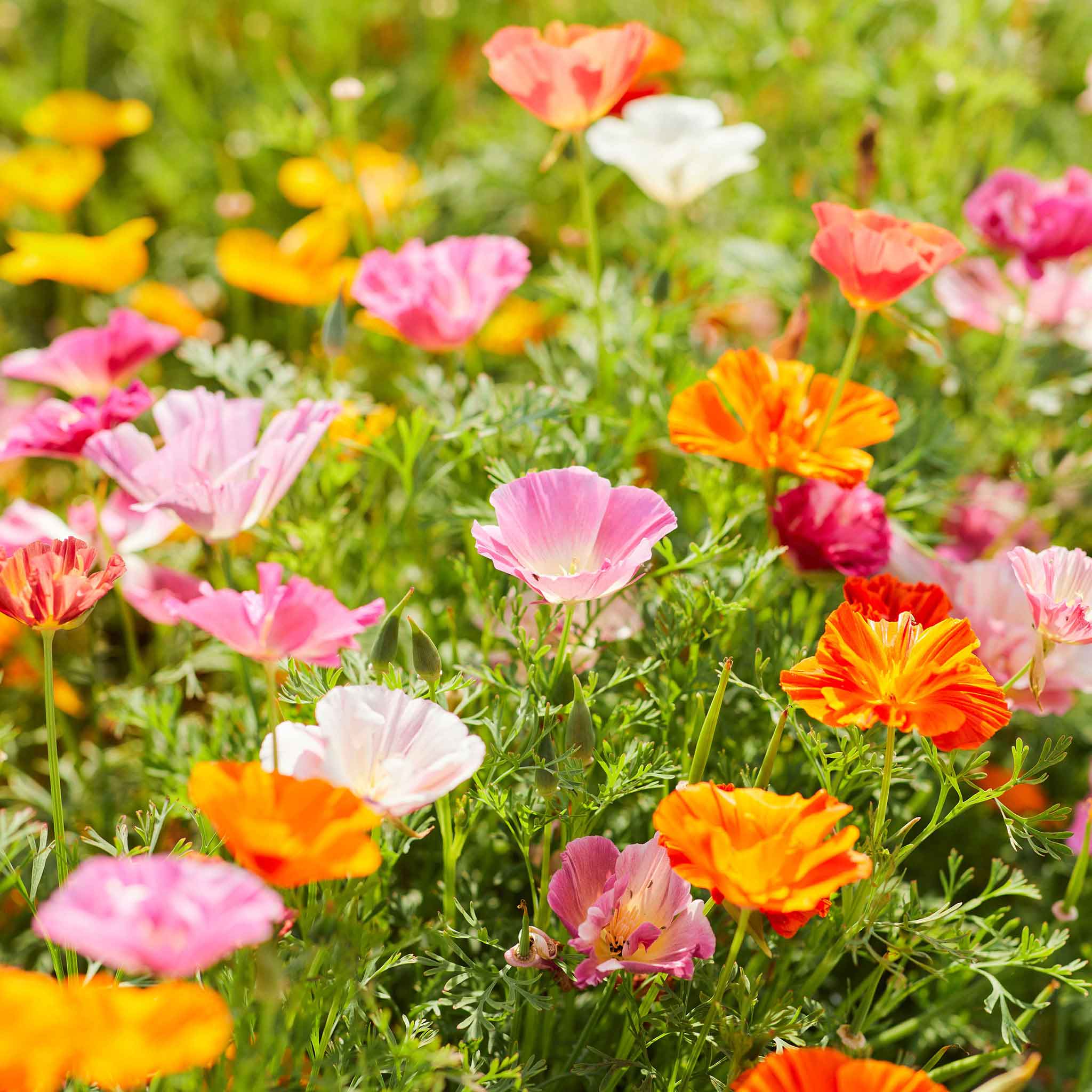 California Poppy Seeds - Mission Bells Mix