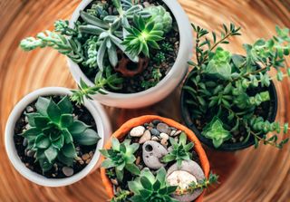 an overhead shot of succulents in pots