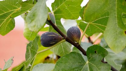 figs on tree