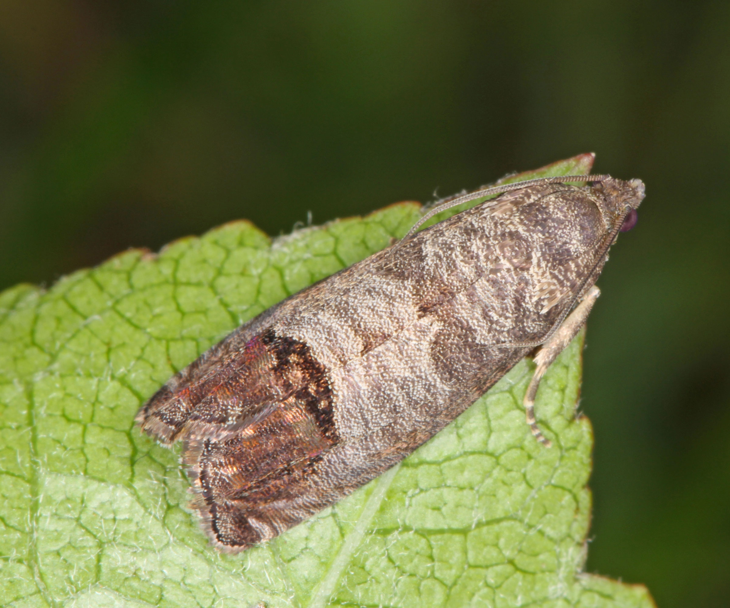 codling moth on fruit tree leaf