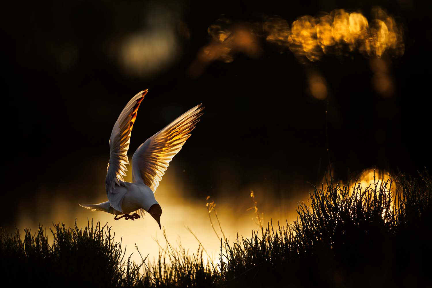 Bird with wings spread wide, illuminated by golden sunset light, descending toward dark silhouetted bushes