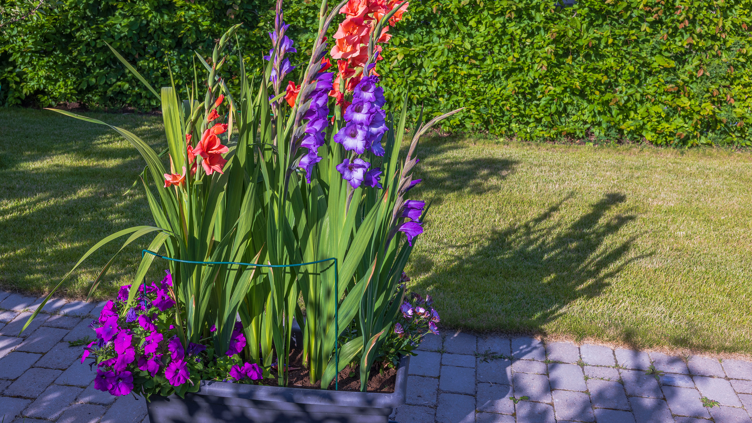 how to plant gladiolus bulbs in pots red and purple gladiolus flowers in rectangle plant pot with on grey brick path beside grass lawn