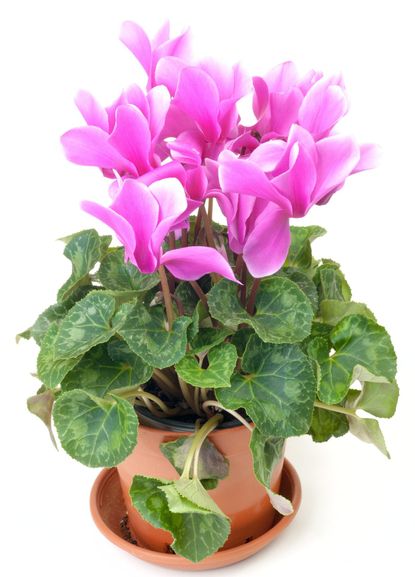 Potted Bloomed Cyclamen