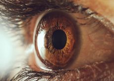 animal eyes, human