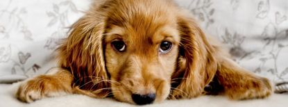 A Cute Cocker Spaniel Portrait, lying down and looking at the camera