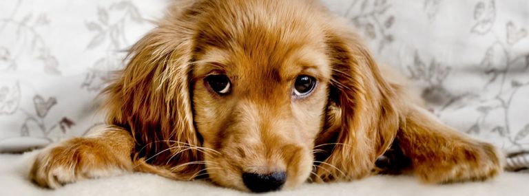 A Cute Cocker Spaniel Portrait, lying down and looking at the camera