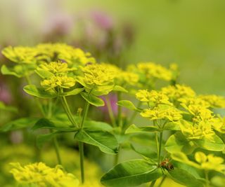 Close-up image of Euphorbia amygdaloides bracts commonly known as wood spurge in a herbaceous summer border
