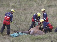 horse-2.jpg