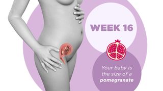 Pregnancy week by week 16