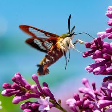 Hummingbird moth drinking nectar from lilac