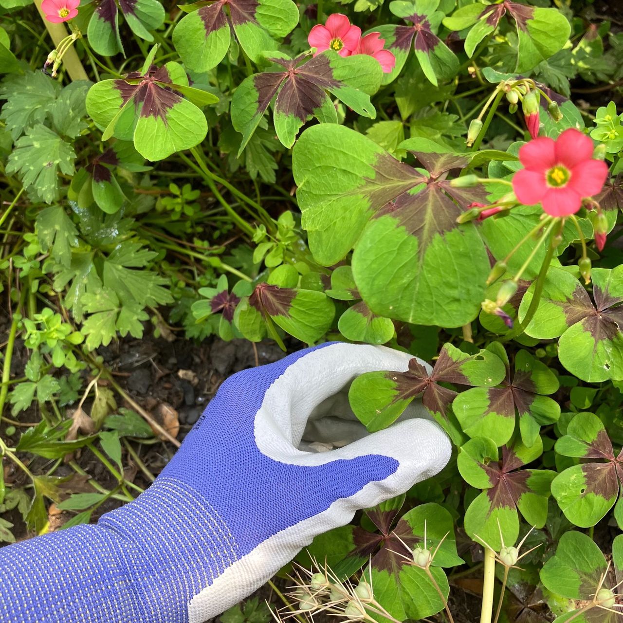 gardening gloves picking flower in flower bed