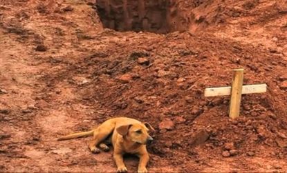 Leao, a dog in Brazil, sits vigil at her owner's gravesite after the fatal landslides January 2011: Leoa is one of many dogs who have recently shown courageous acts of loyalty for the ones th