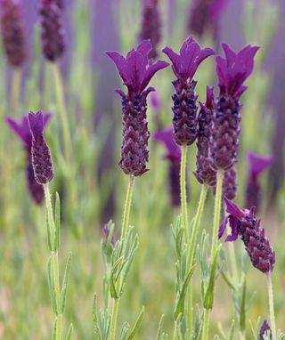 French lavender Regal Splendour