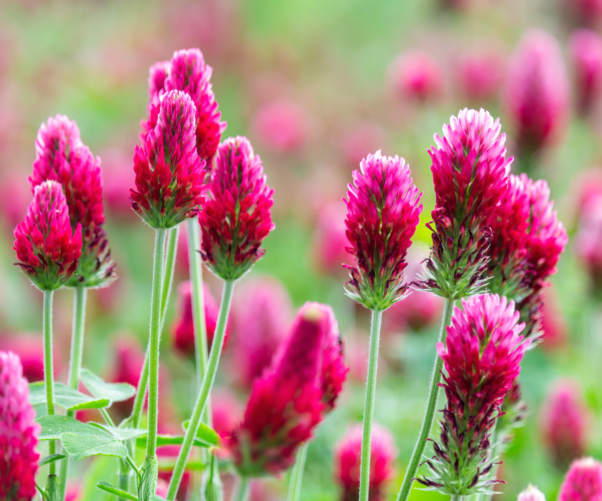 Crimson Clover, late summer cover crop
