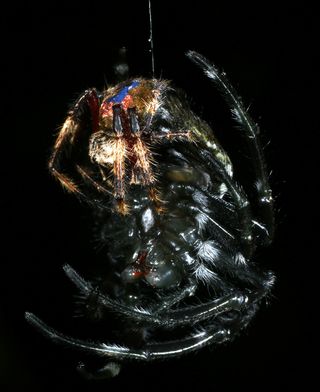 A male Darwin's bark spider mounts a newly molted female, which is more vulnerable and therefore less likely to eat him.