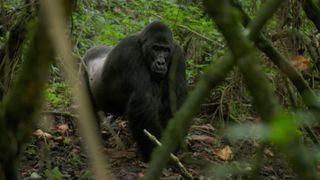 a silverback gorilla in a forest looking at the camera surrounded by foliage.