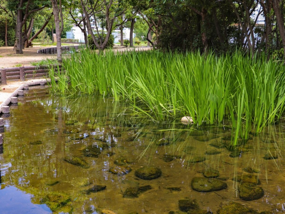 湿地庭園に植える植物: 湿地庭園の作り方