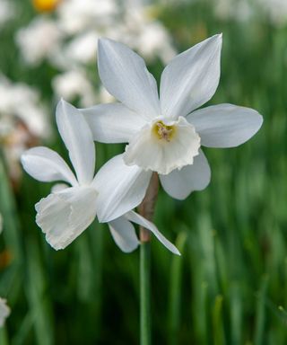 How and when to plant daffodil bulbs for spring flowers | Gardeningetc
