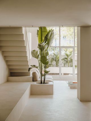 Tall leafy plant in a stone planter set within a neutral tone interior