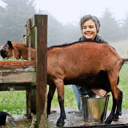 woman milking goat