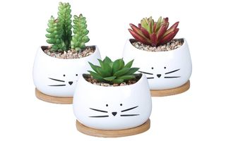 Cat planters