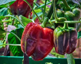 peppers growing in a greenhouse