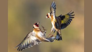 A pair of European goldfinches in flight