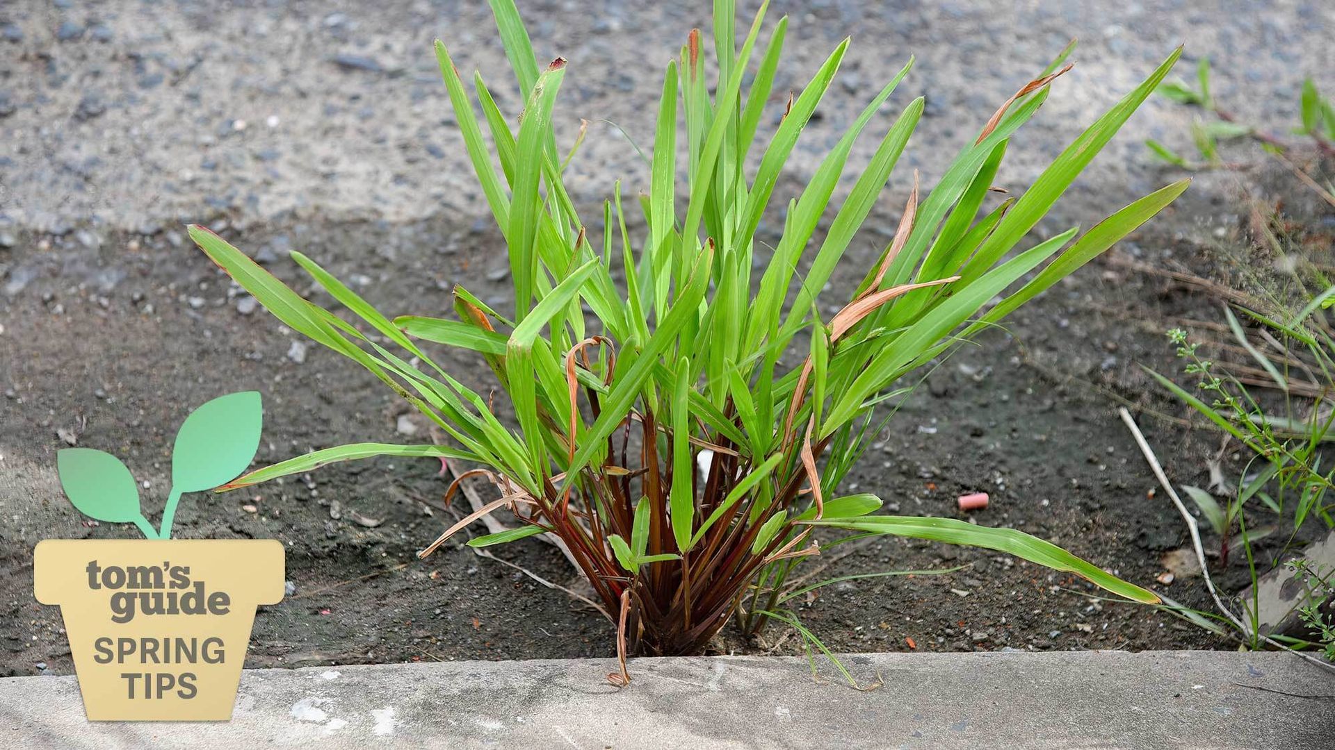 What is crabgrass and why is it bad for your lawn? | Tom's Guide