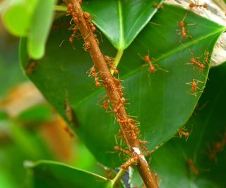 A close up of a bunch of red ants on a plant stem