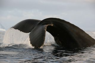 Humpback Whale in Antarctic waters.