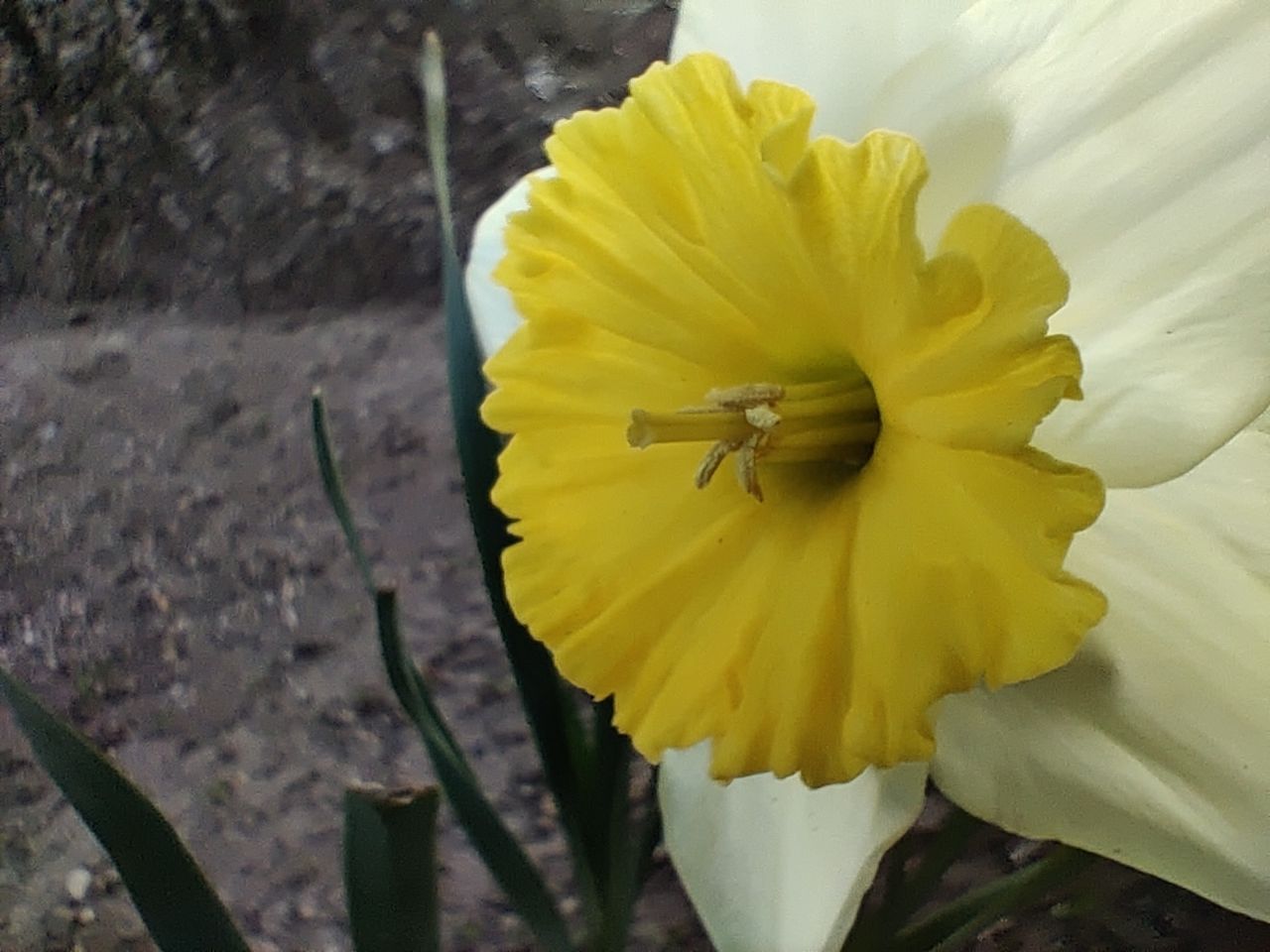 Macro