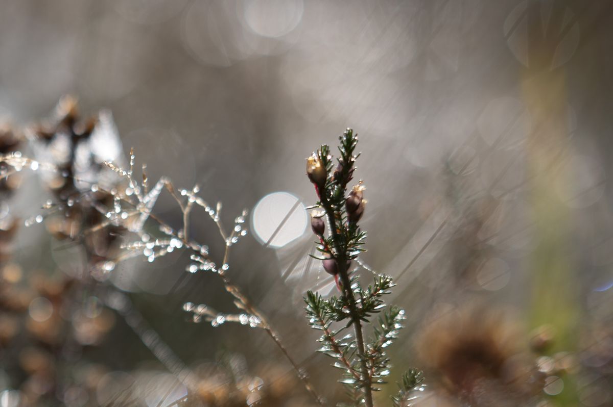 Backlit heather and dew-covered grass, taken with the Nikon Z 50mm f/1.4 at its various apertures