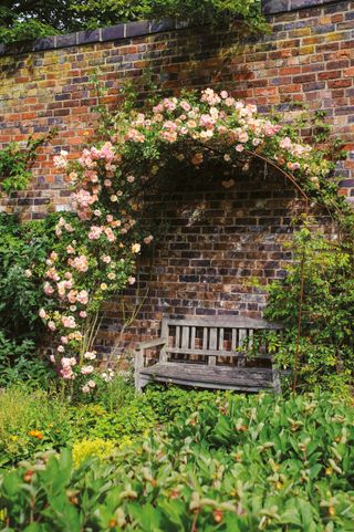 Rose garden ideas, David Austin Phyllis Bide rose arch