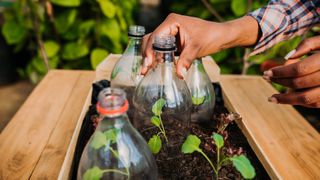 A woman covers her seedlings with cut in half plastic bottles to protect them from the elements