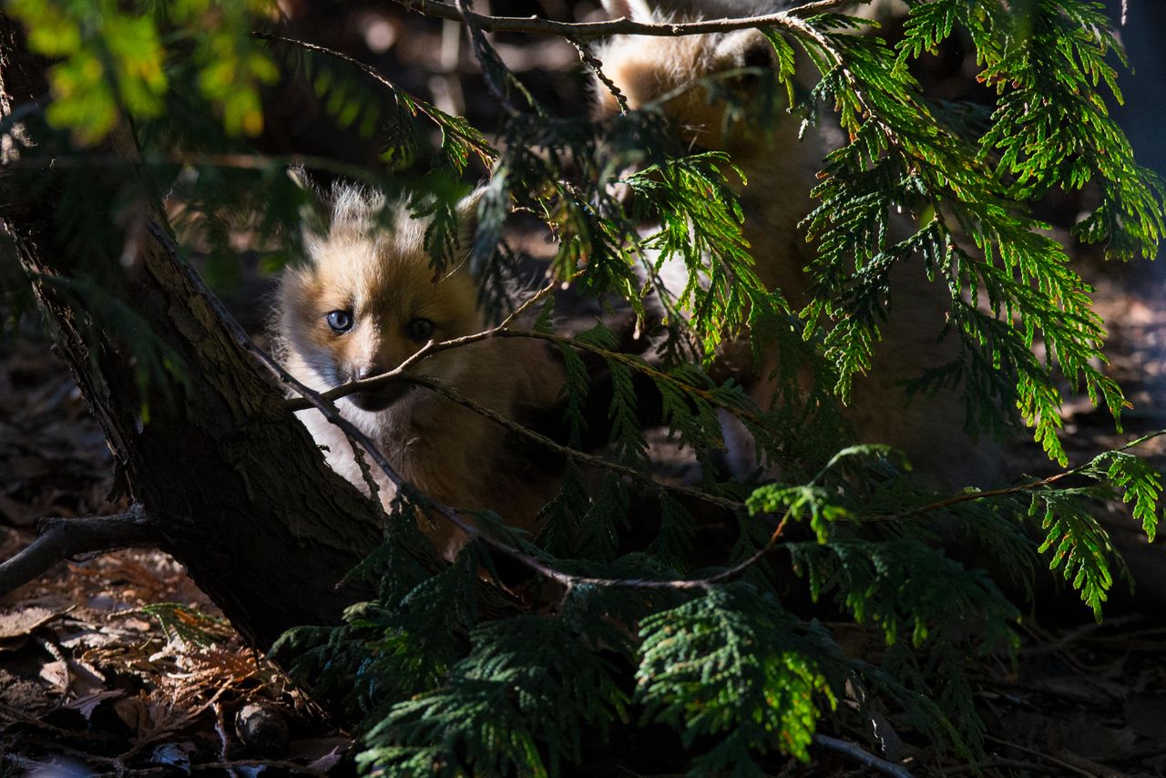 Fox pup in spring