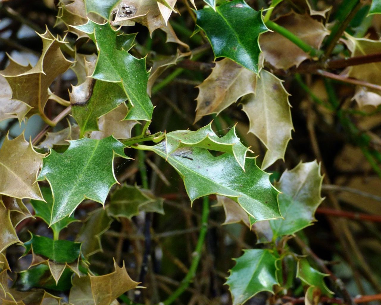 Holly Bush With No Berries