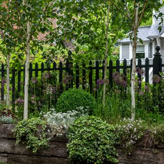 Young silver birch trees growing in garden border next to fence and plants including alliums