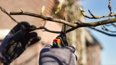 person learning how to prune a magnolia tree in spring