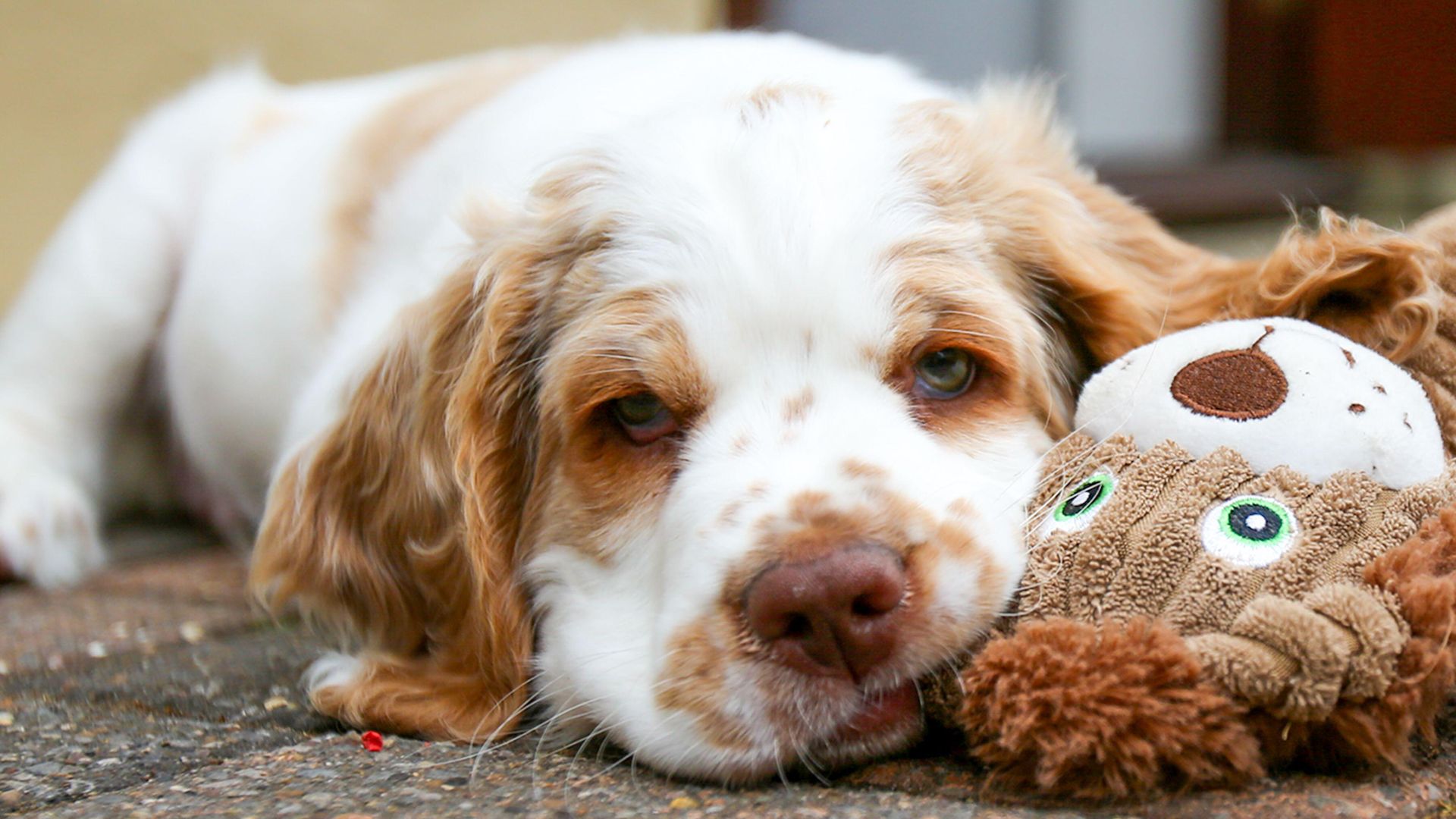 Clumber Spaniel puppy with toy